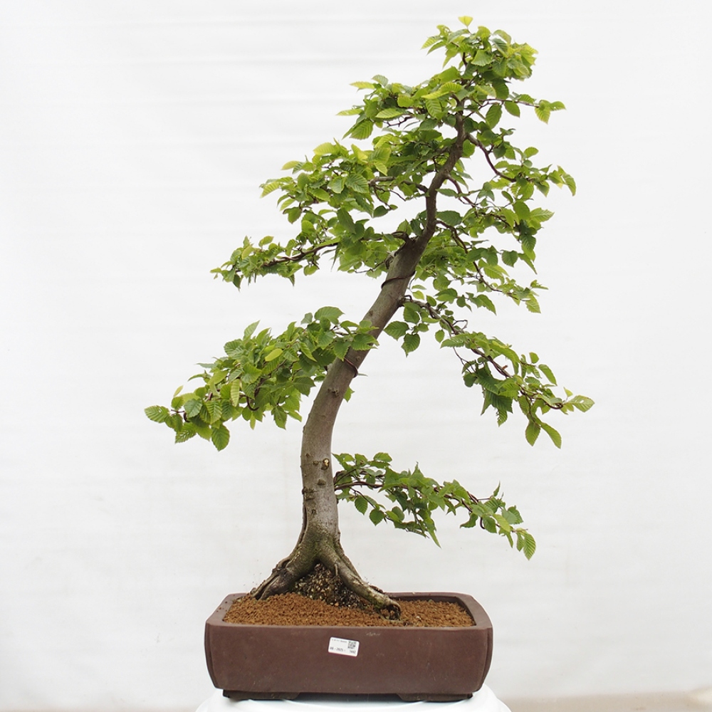 Vonkajší bonsai - Hrab obyčajný - Carpinus betulus