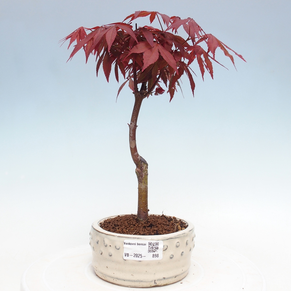 Vonkajší bonsai - Acer palm. Atropurpureum-Javor dlanitolistý