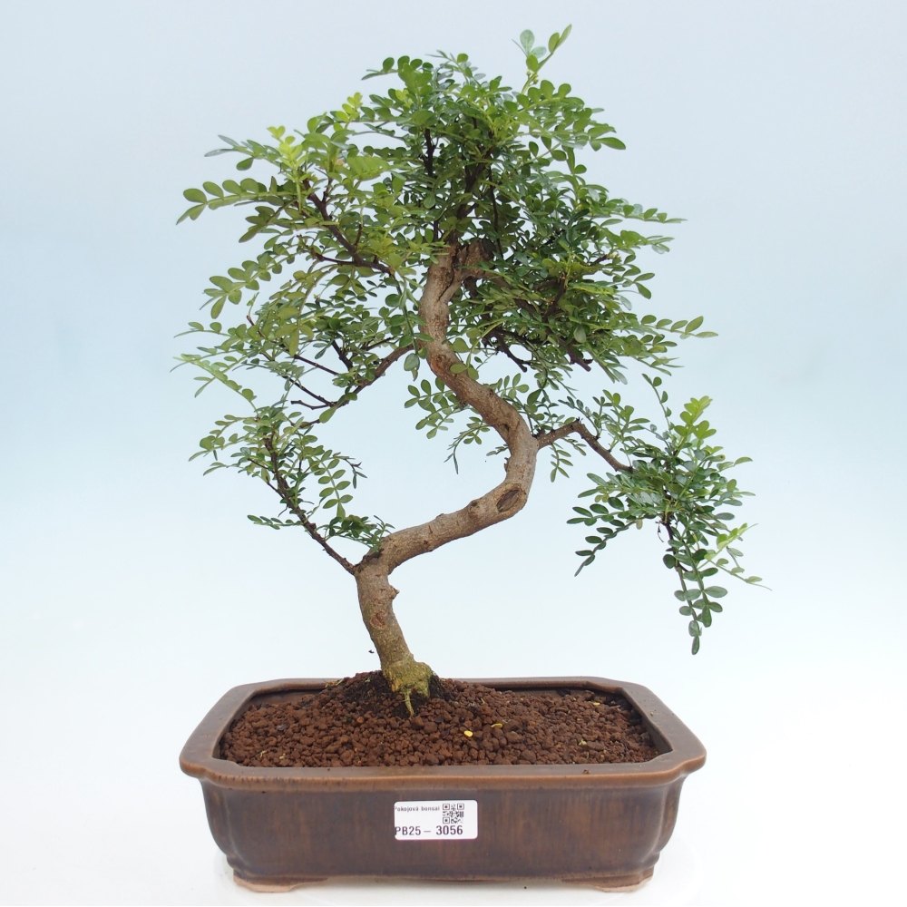 Izbová bonsai - Zantoxylum piperitum - korenistý