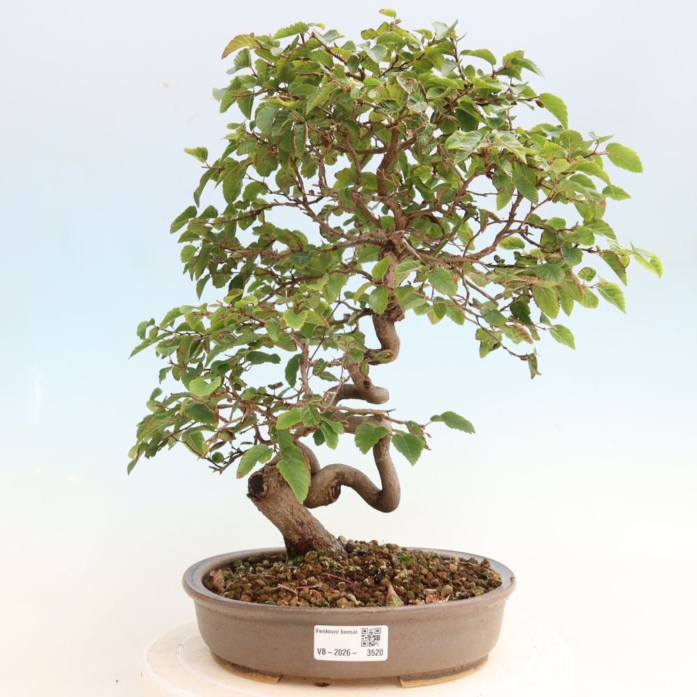 Vonkajšie bonsaje -Carpinus CARPINOIDES - Hrab kórejský
