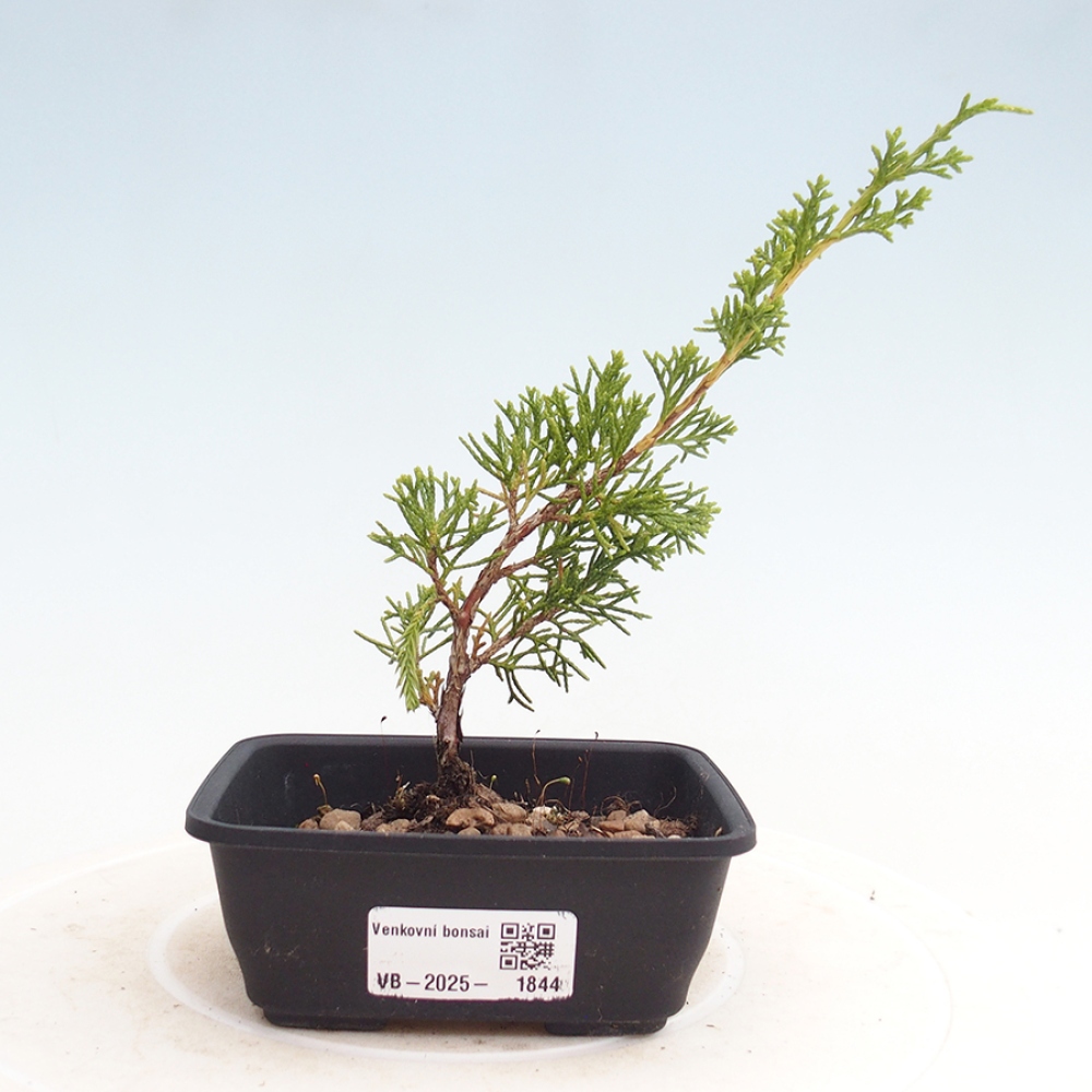 Vonkajší bonsai - Juniperus chinensis Itoigawa -Jalovec čínsky