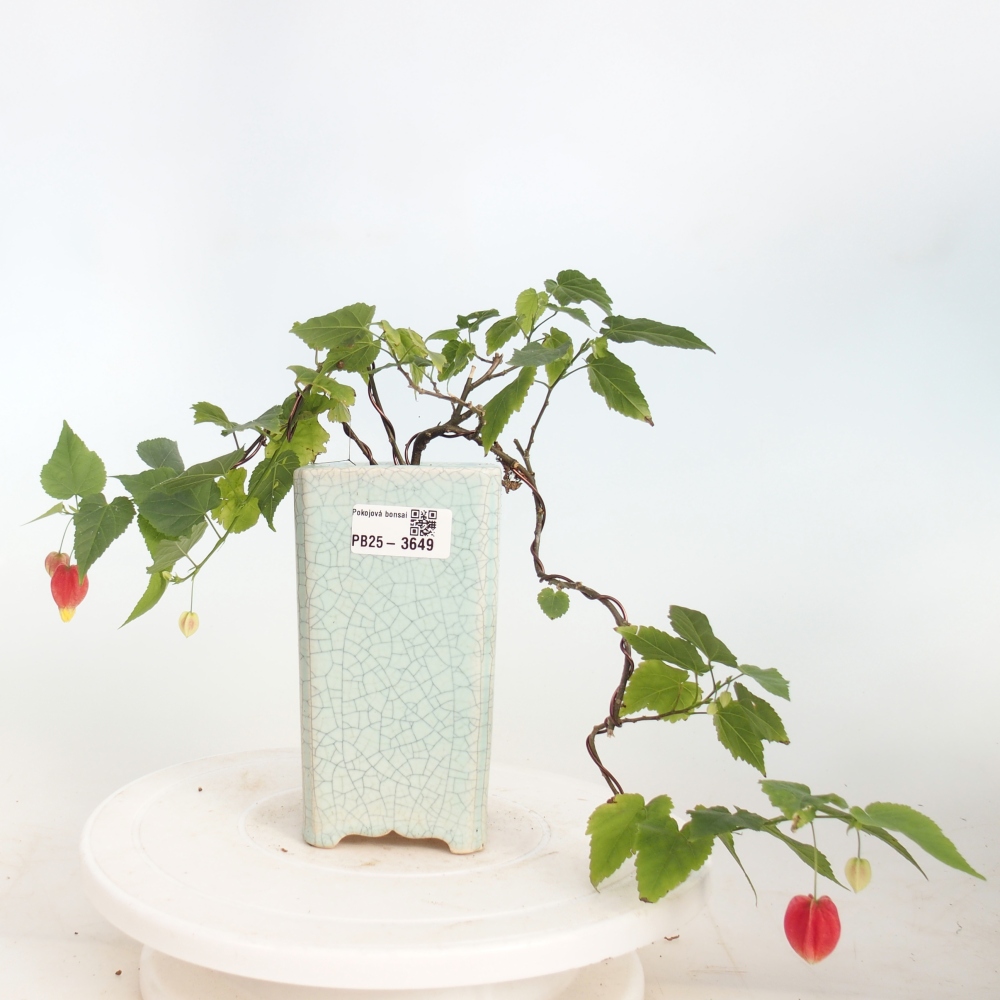 Izbový bonsaj - Abutilon Big Bell - Cloudberry