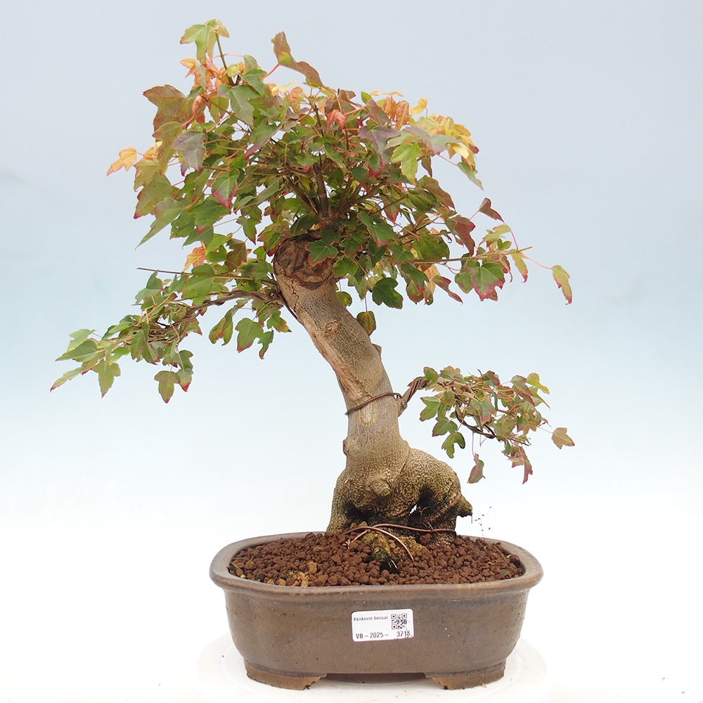 Vonkajšie bonsai - Javor Buergerianum - Javor Burgerův