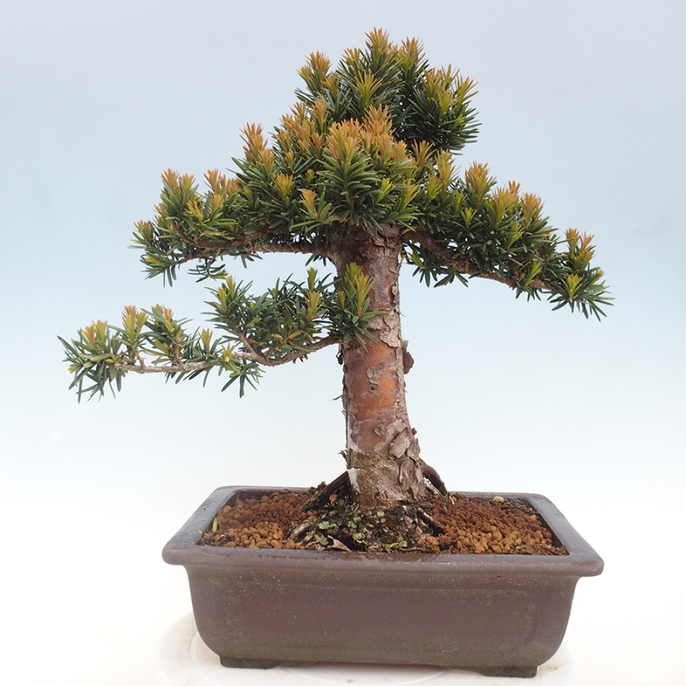 Vonkajší bonsai - Taxus cuspidata - Tis japonský