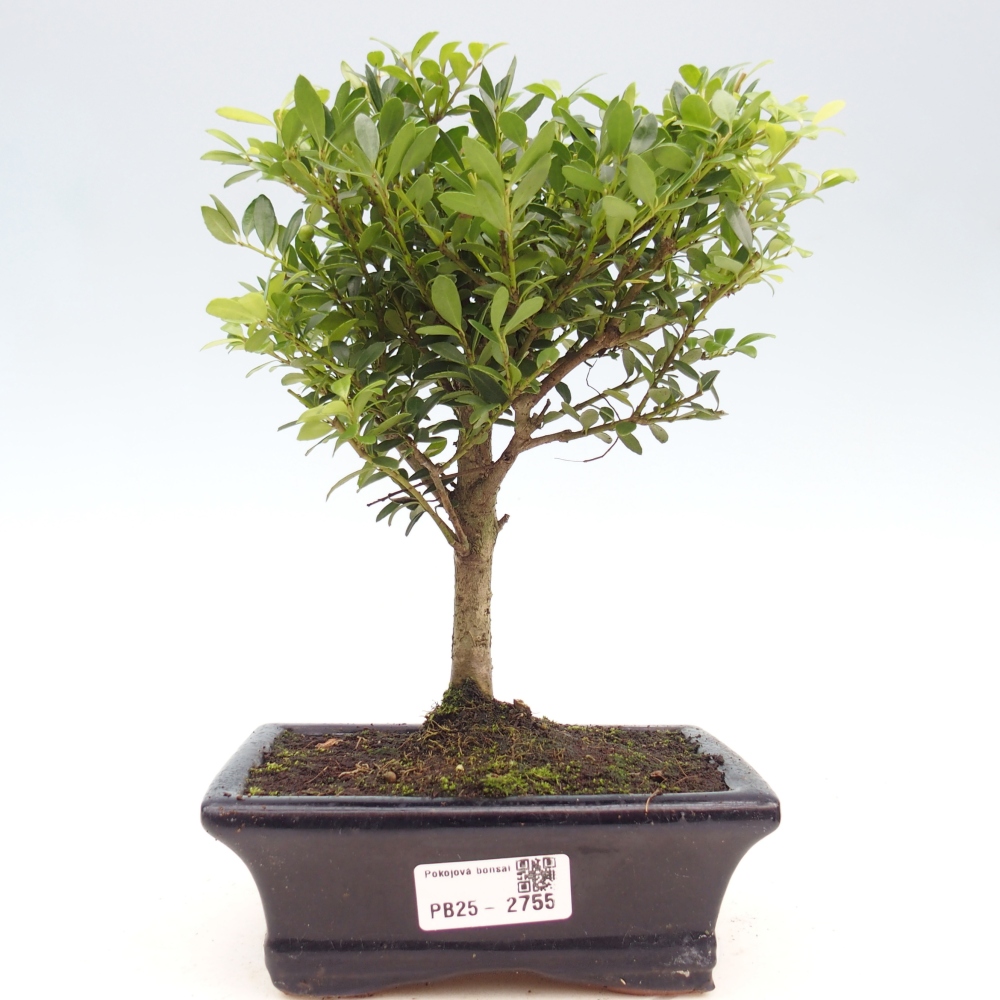 Servis bonsai - Ilex crenata - Cezmína