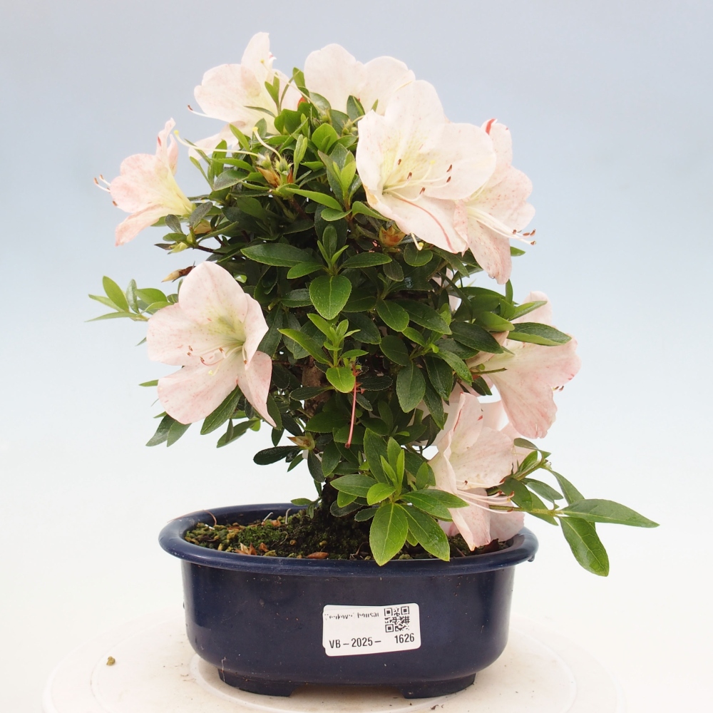 Vonkajší bonsai - Japonská azalka -  Azalea Asazakura