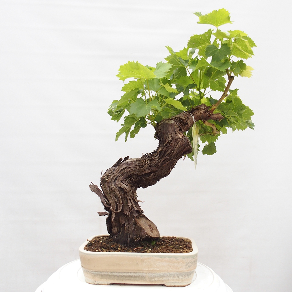 Vonkajší bonsai - Vitis vinnifera MUSKAT ITALIA  - Vínna réva