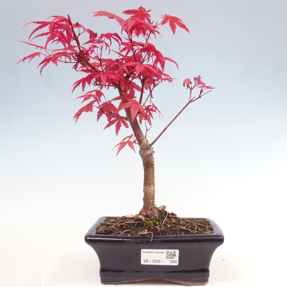 Vonkajší bonsaj - Acer palmatum DESHOJO