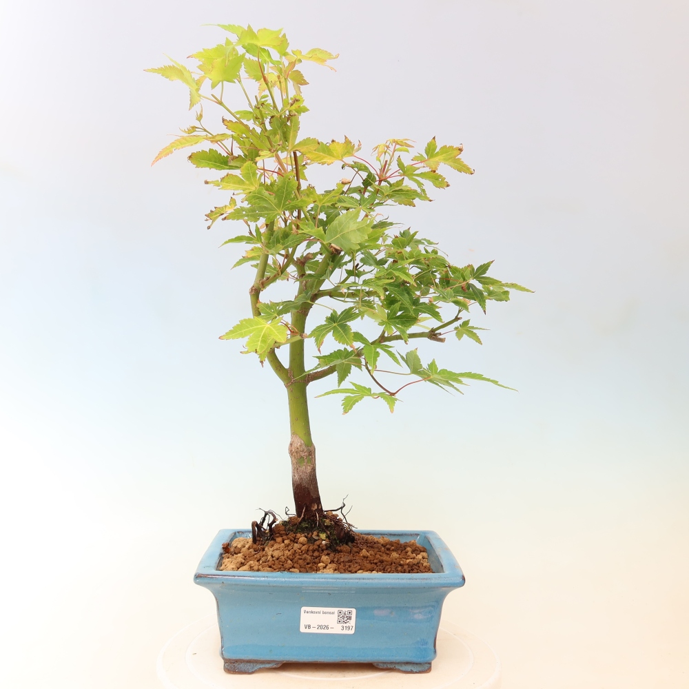 Acer palmatum Aureum - Zlatý javor