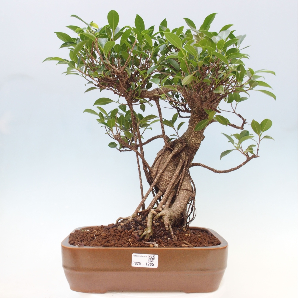 Izbová bonsai - Ficus kimmen - malolistý fikus