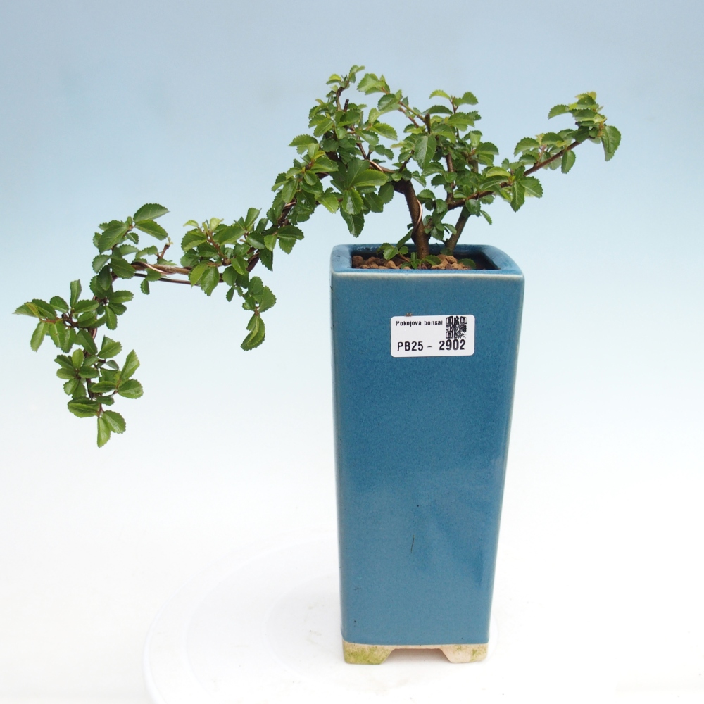 Izbová bonsai - Grewia occidentalis - Hviezdica levanduľová
