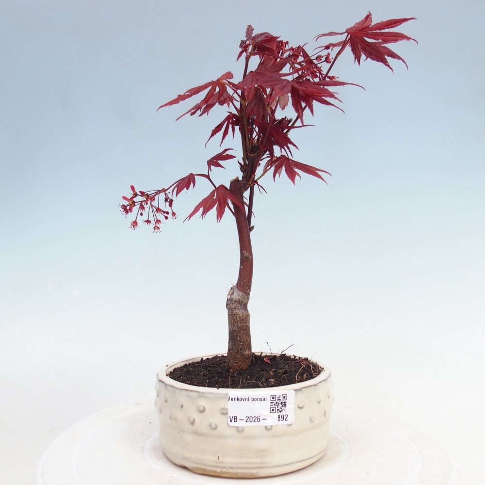 Vonkajší bonsai - Acer palm. Atropurpureum-Javor dlanitolistý