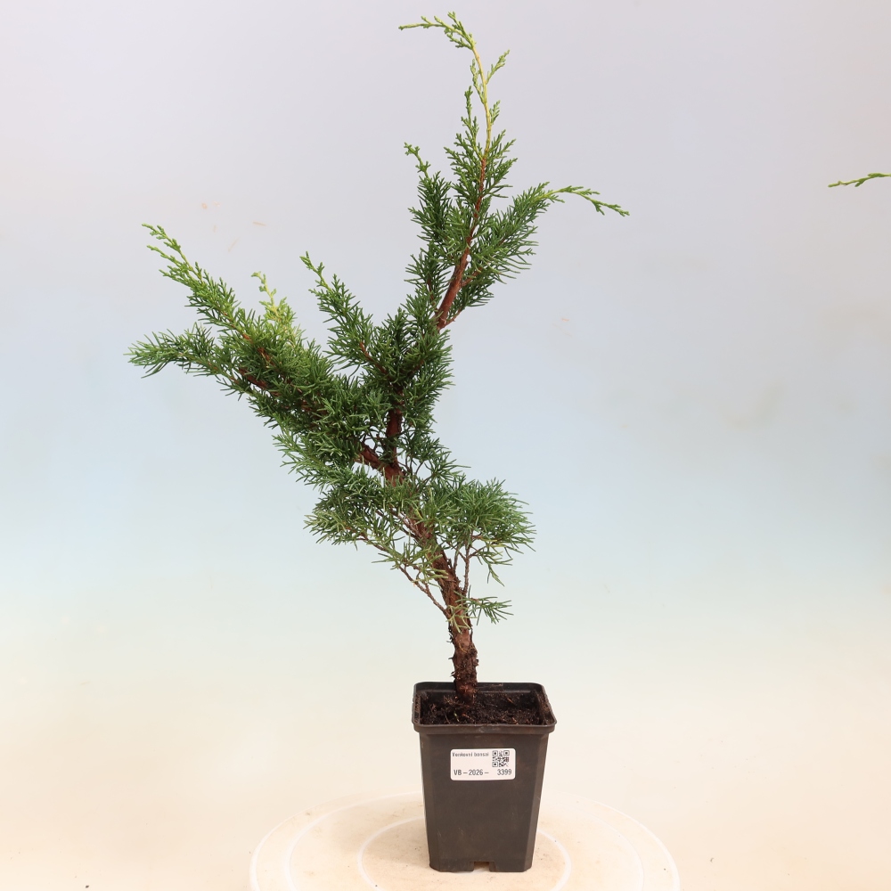 Vonkajší bonsaj - Juniperus chinensis Kishu