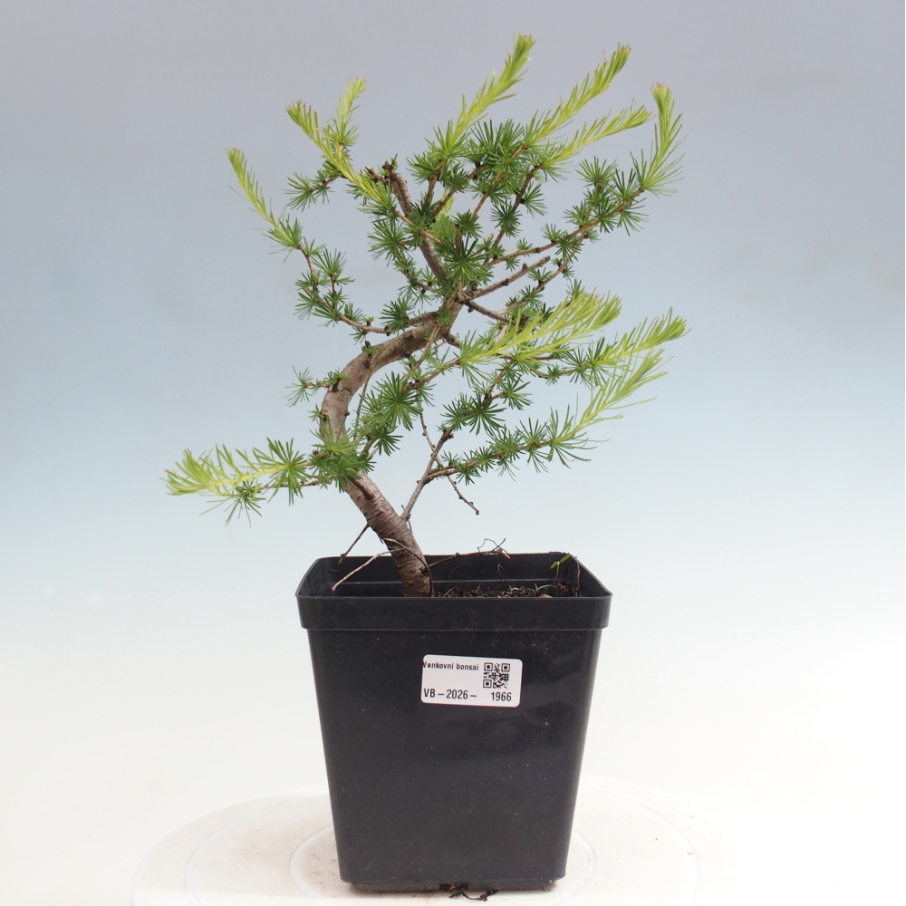 Vonkajšie bonsaje -Larix decidua - Smrekovec