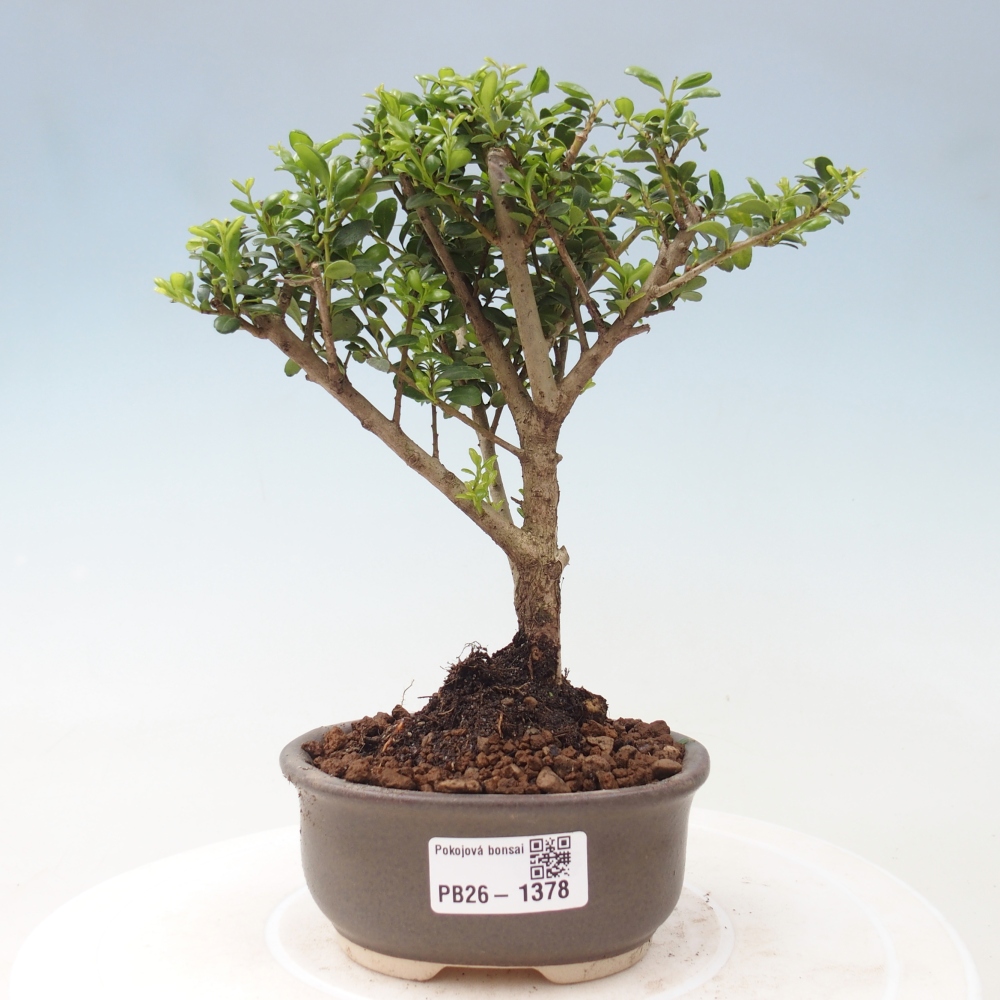 Izbový bonsaj - Ilex crenata - Cesmína