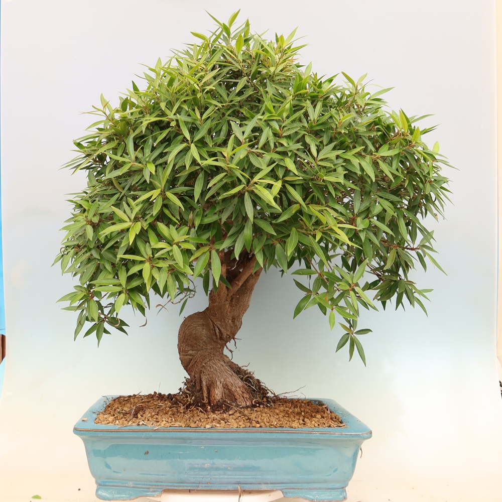Izbové bonsaje - Ficus nerifolia - fíkus drobnolistý