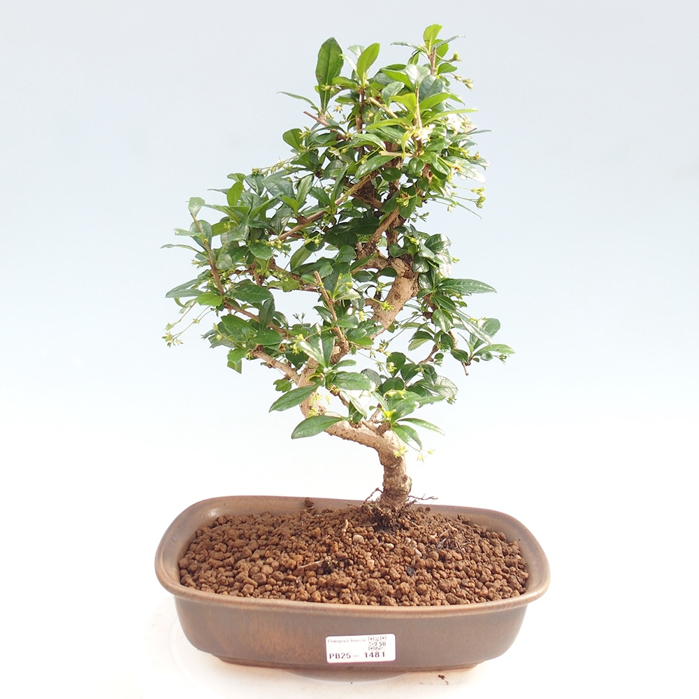 Izbová bonsai - Carmona macrophylla - Čaj fuki
