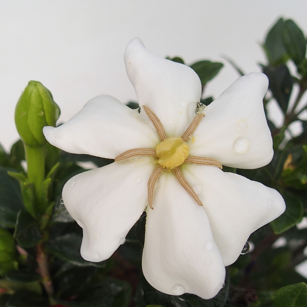Izba bonsai – Gardenia jasminoides – gardénia