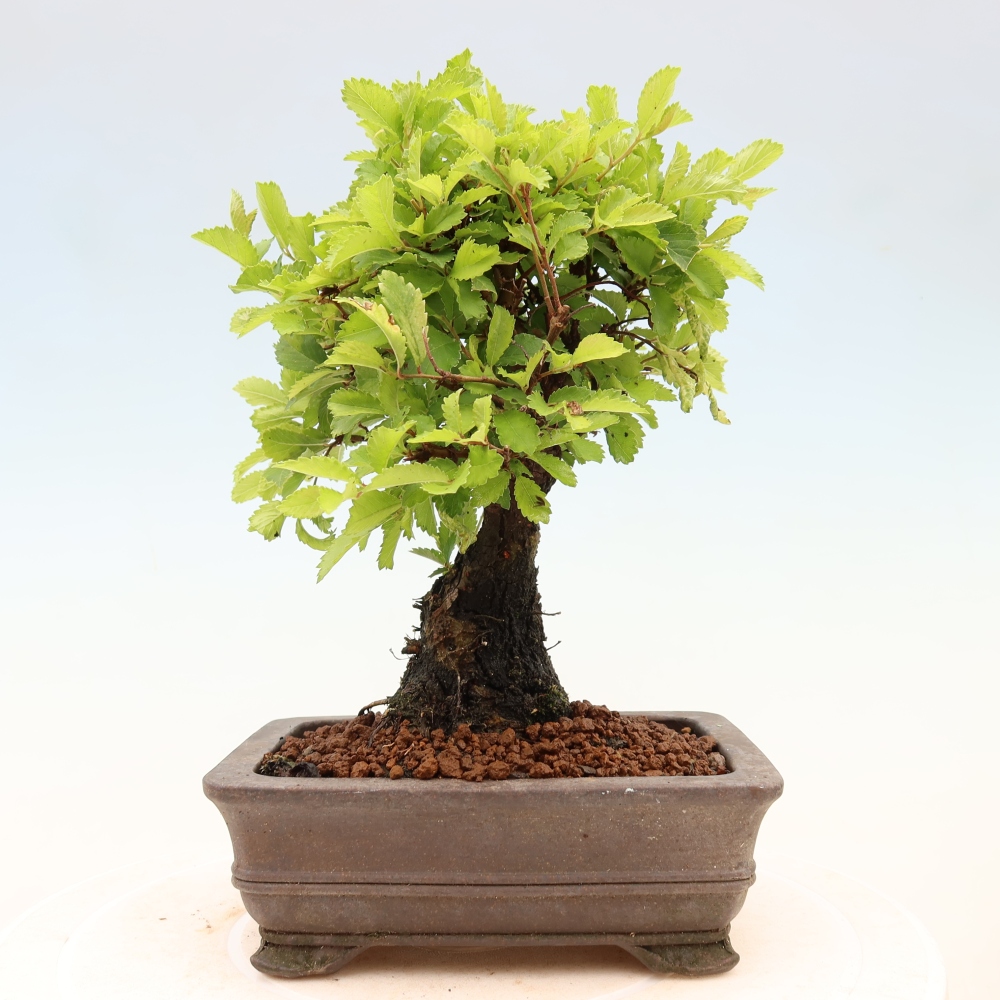 Vonkajšie bonsaje - Zelkova - Zelkova NIRE