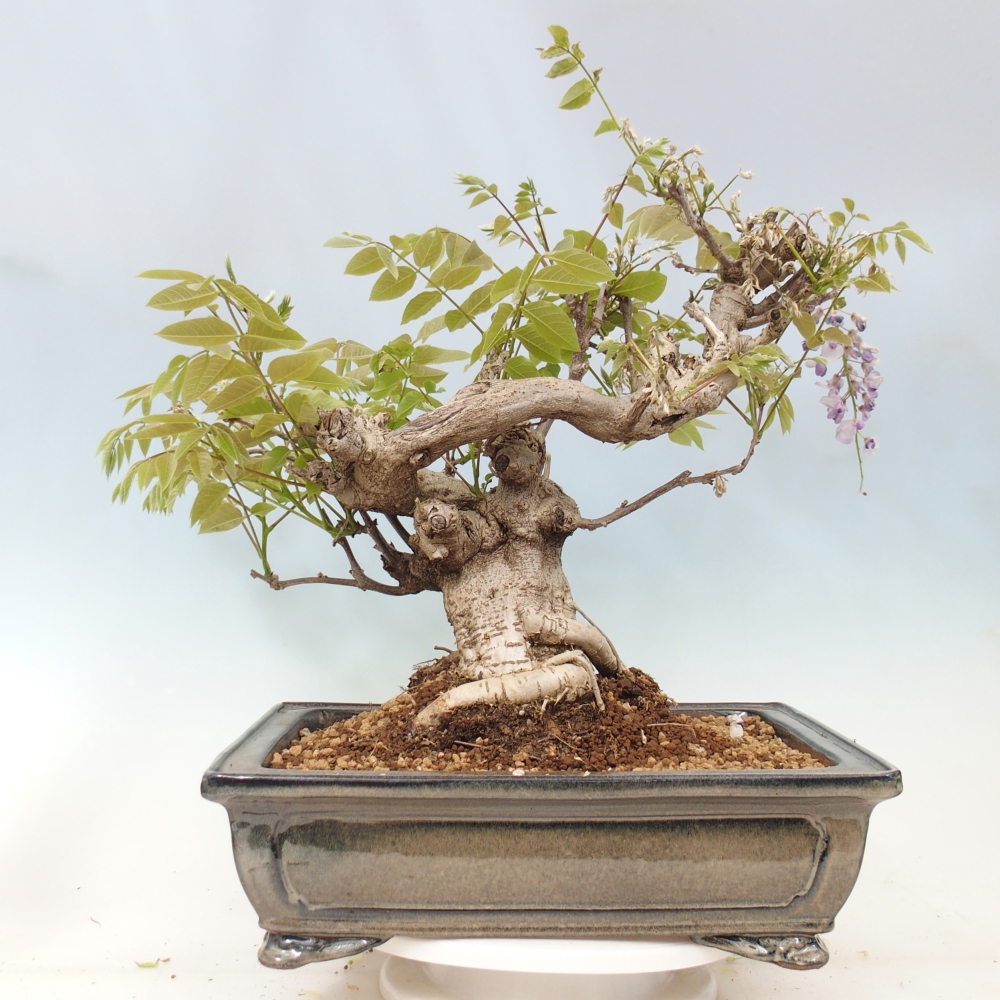 Vonkajšie bonsaje - Wisteria floribunda