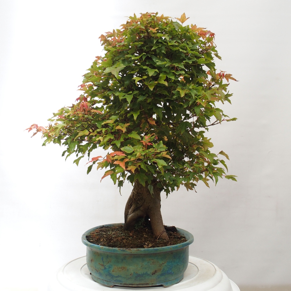 Vonkajšie bonsai - Javor Buergerianum - Javor Burgerův