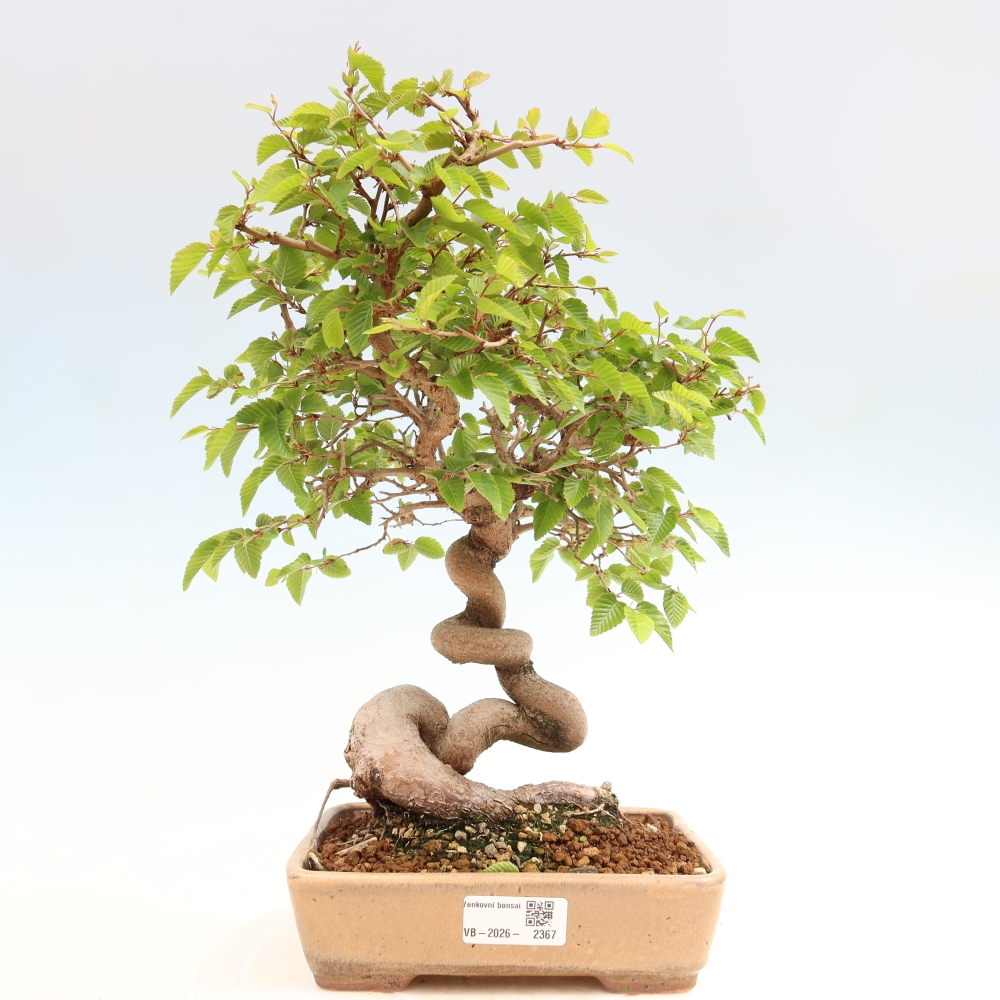 Vonkajší bonsaj -Carpinus coreana - Hrab kórejský