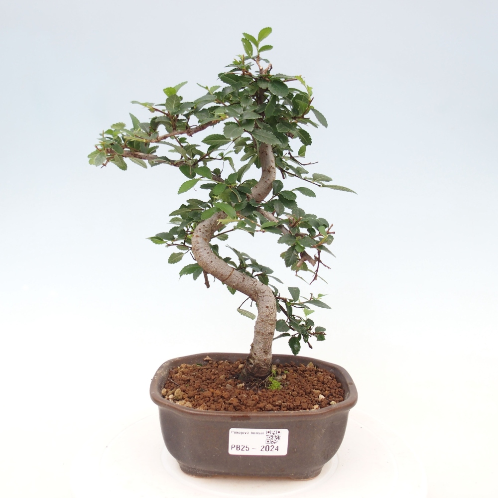 Izbová bonsai-malolistá brest 
