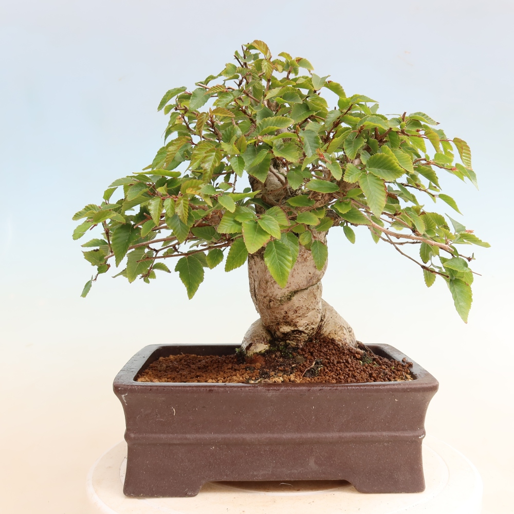 Vonkajšie bonsaje -Carpinus CARPINOIDES - Hrab kórejský