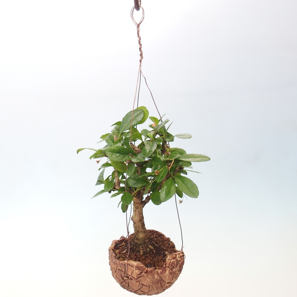 Kokedama v keramike - Čaj-fuki - Carmona macrophylla