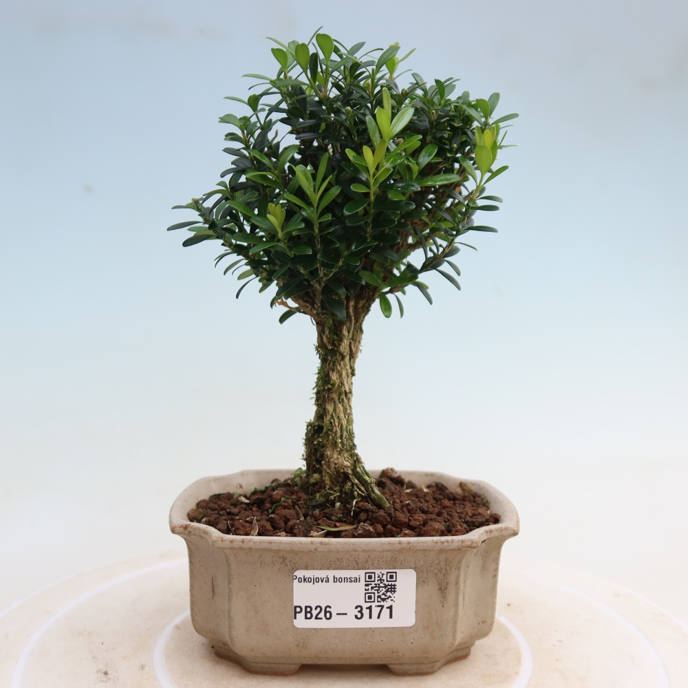 Izbové bonsaje - Buxus harlandii - korkový buxus