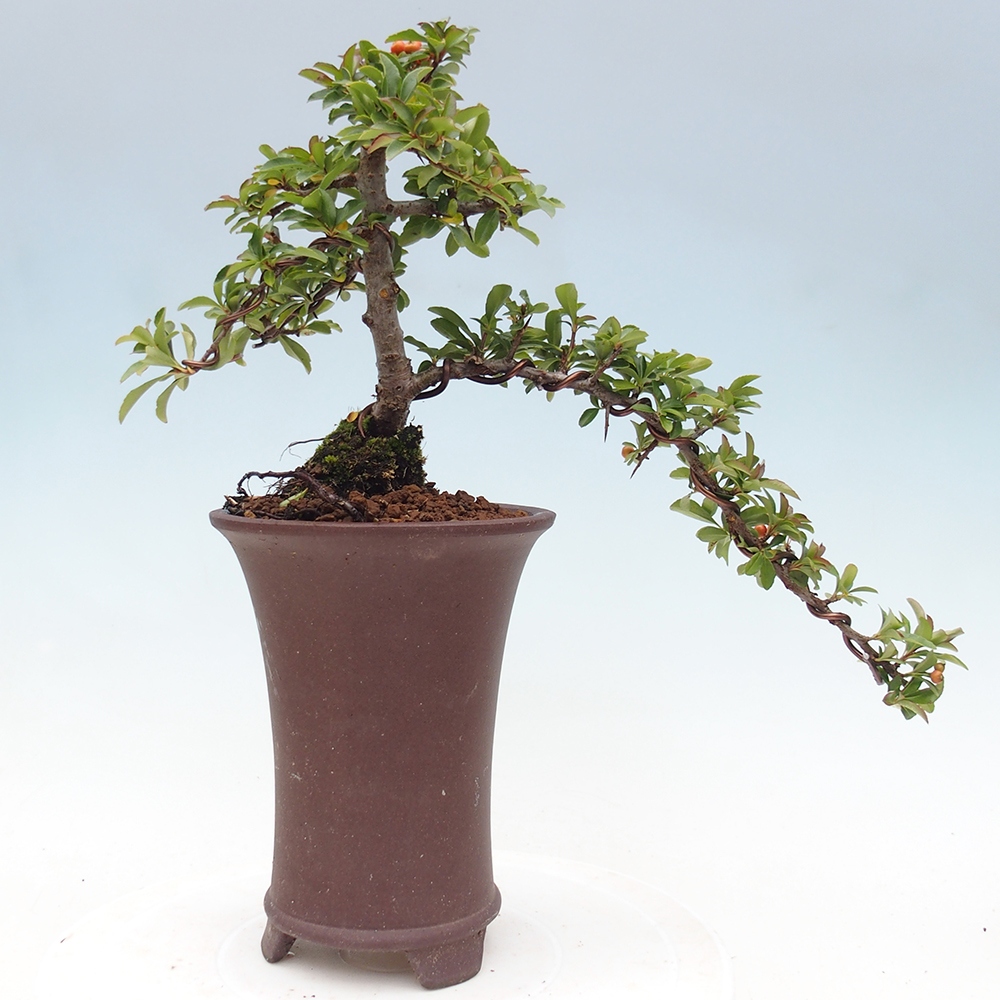 Vonkajšie bonsaje-Pyracantha Teton -Hlox