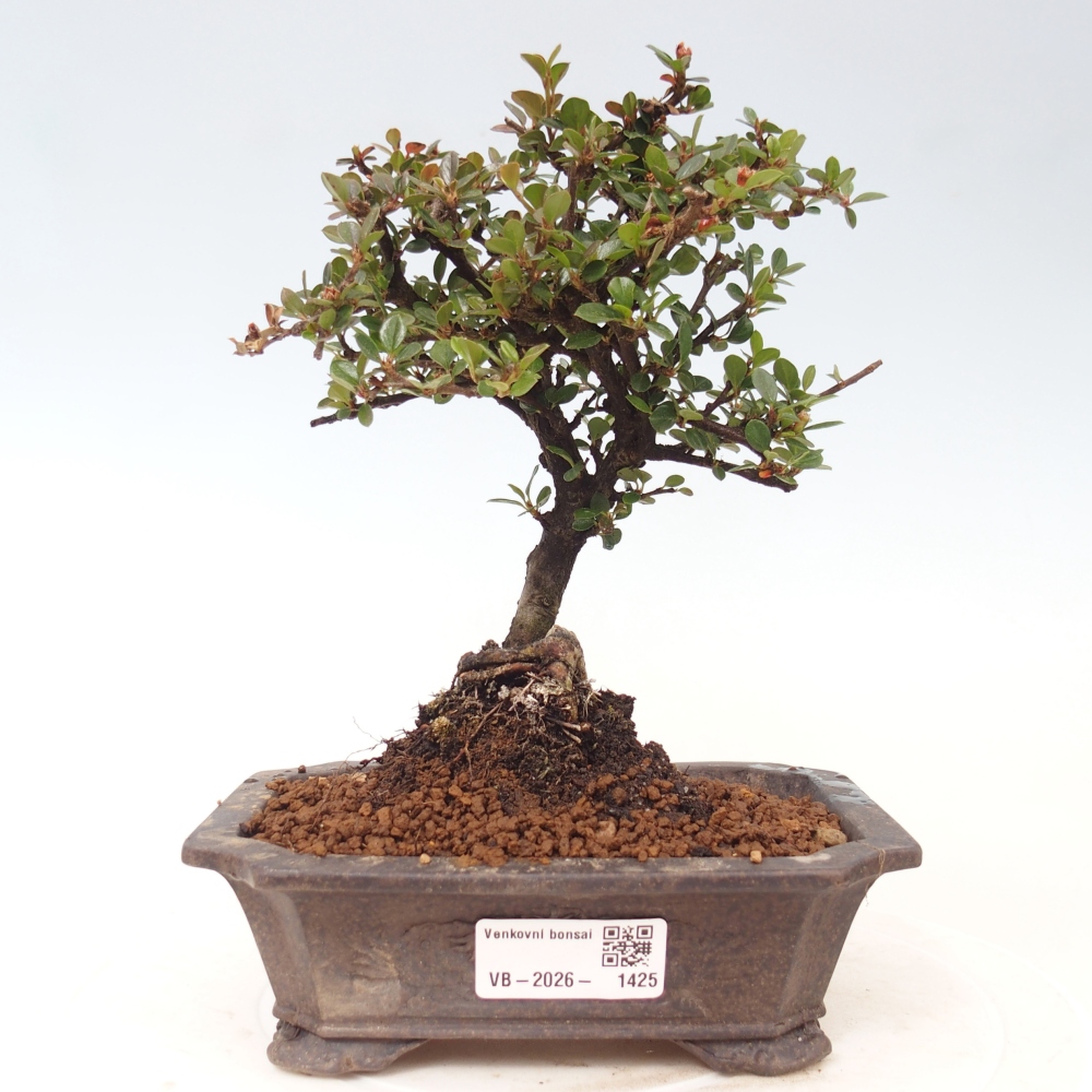 Vonkajšie bonsaje - Cotoneaster horizontalis - Skalnaté hory