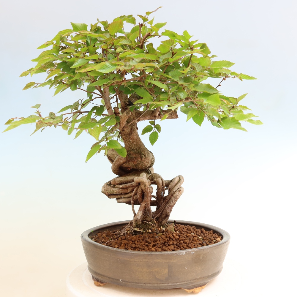 Vonkajší bonsaj -Carpinus coreana - Hrab kórejský