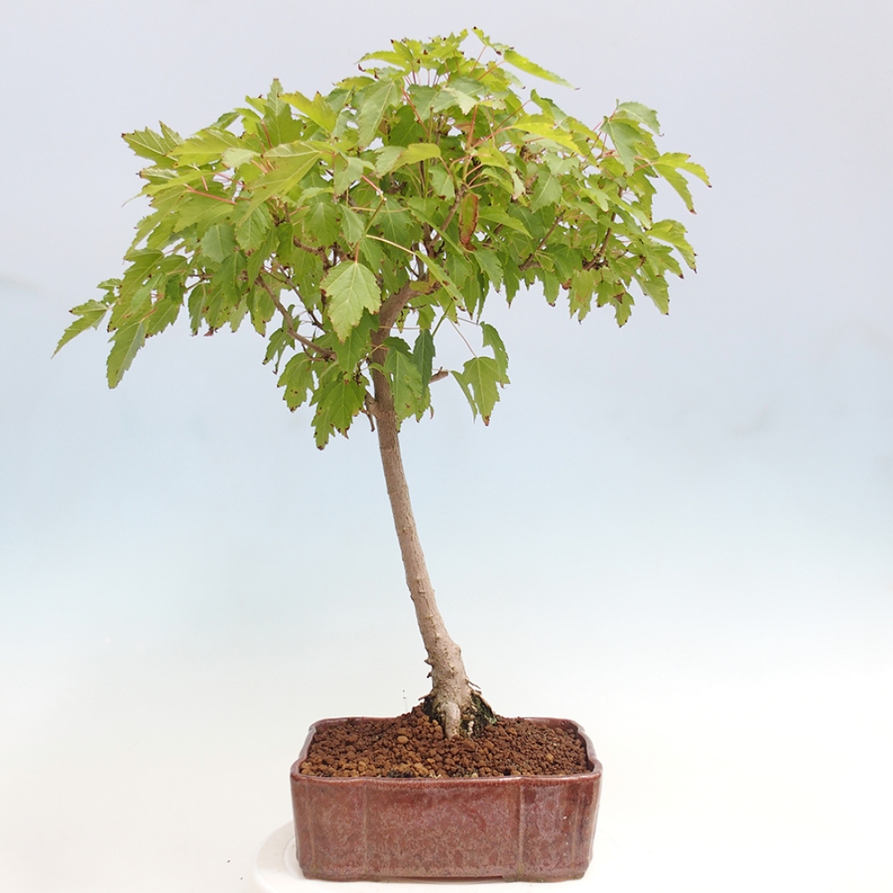 Vonkajšie bonsai - Acer ginala - Javor ohnivý
