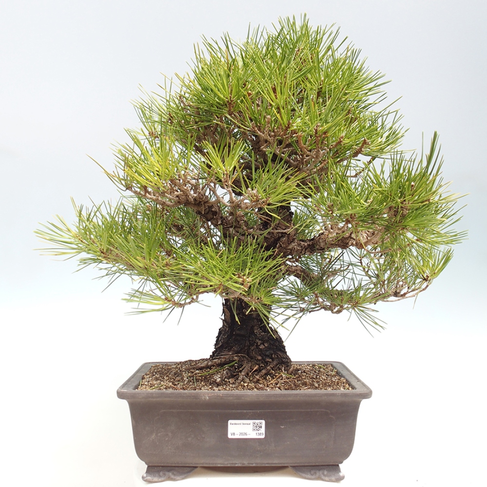 Vonkajšie bonsaje - Pinus thunbergii - borovica Thunbergova