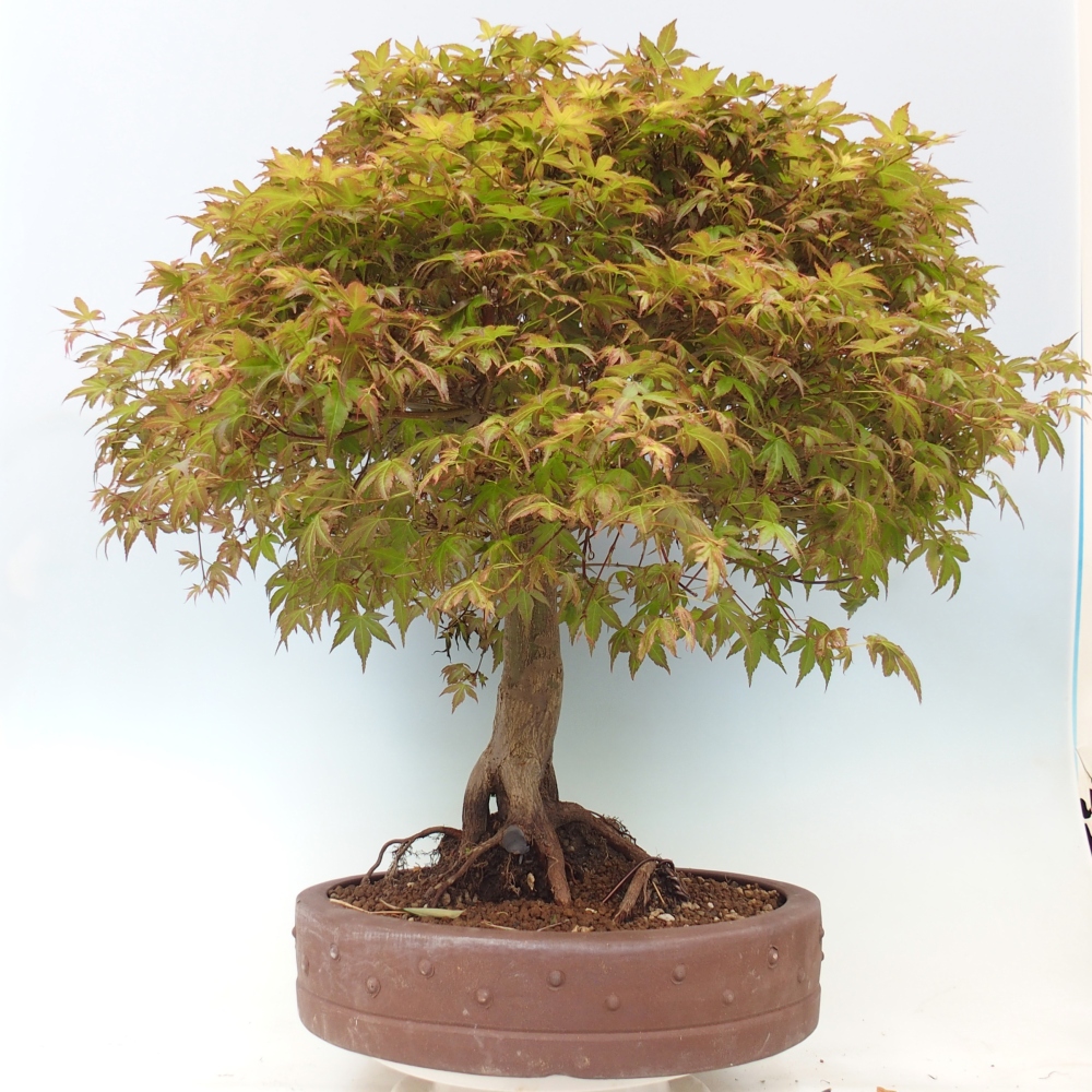 Javor poľný - Acer palmatum Beni Tsukasa