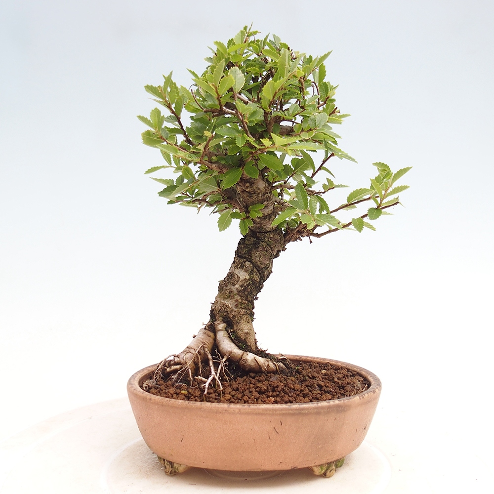 Vonkajšie bonsai - Zelkova - Zelkova Nirom