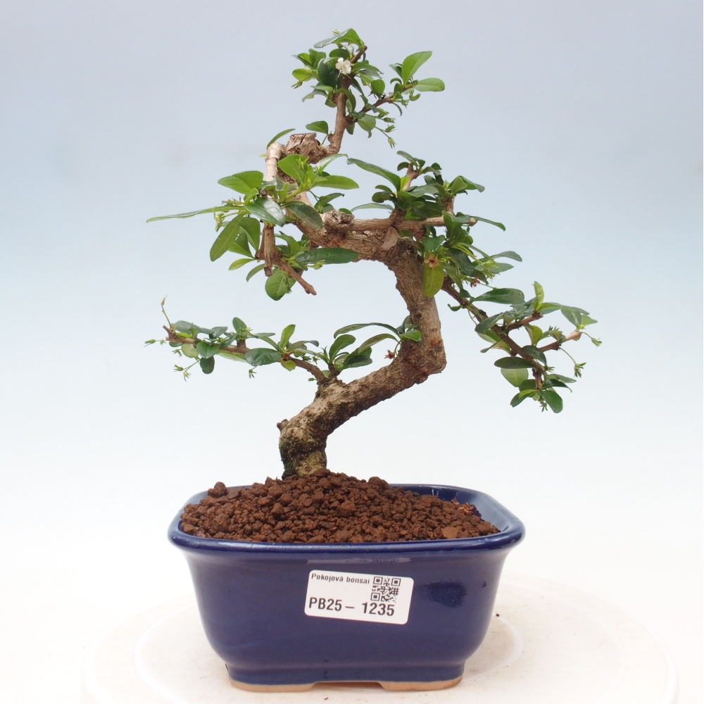 Izbová bonsai - Carmona macrophylla - Čaj fuki
