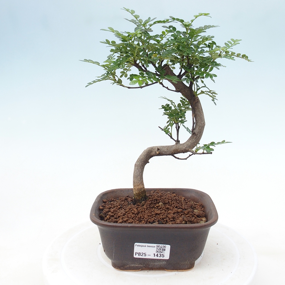 Izbová bonsai - Zantoxylum piperitum - piepor