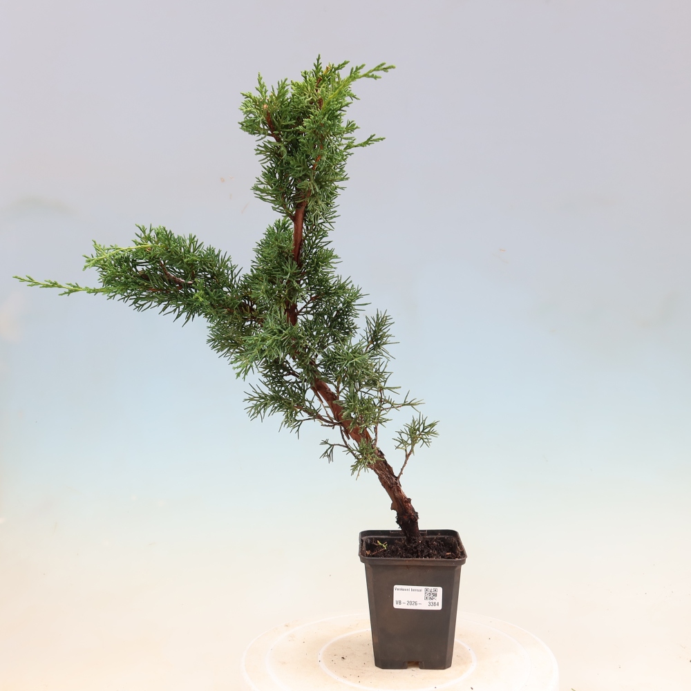 Vonkajší bonsaj - Juniperus chinensis Kishu