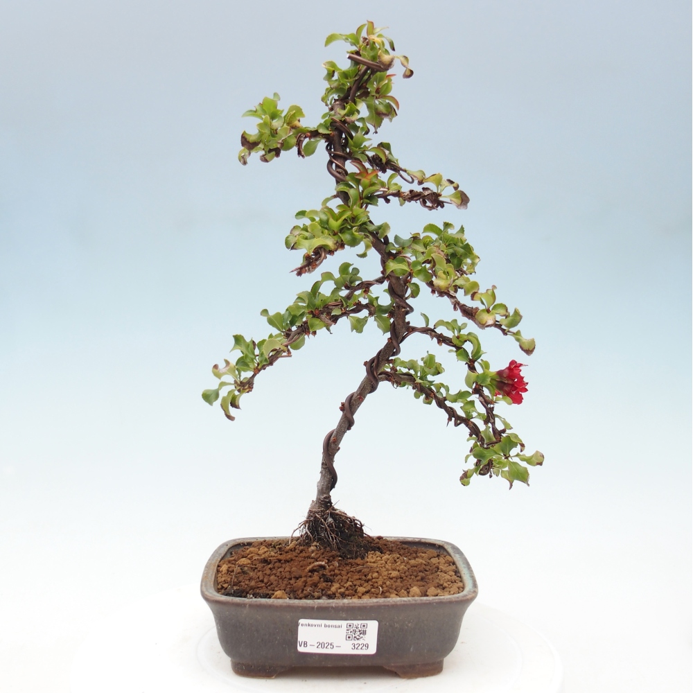 Vonkajšie bonsai - Chaneomeles s. Red Joy - Dulovec