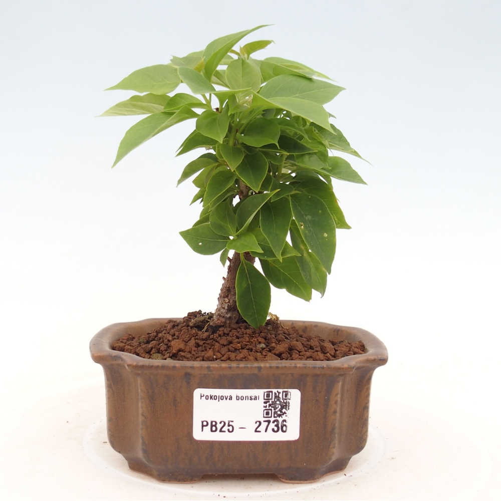 Izbová bonsai - Bouganwilea