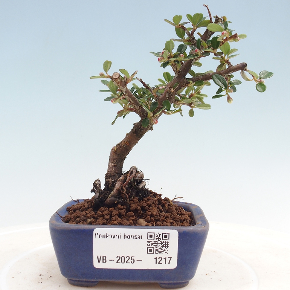 Vonkajší bonsai - Cotoneaster horizontalis - Skalník