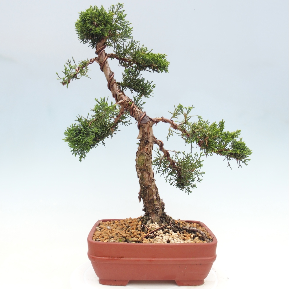 Vonkajší bonsaj - Juniperus chinensis Kishu
