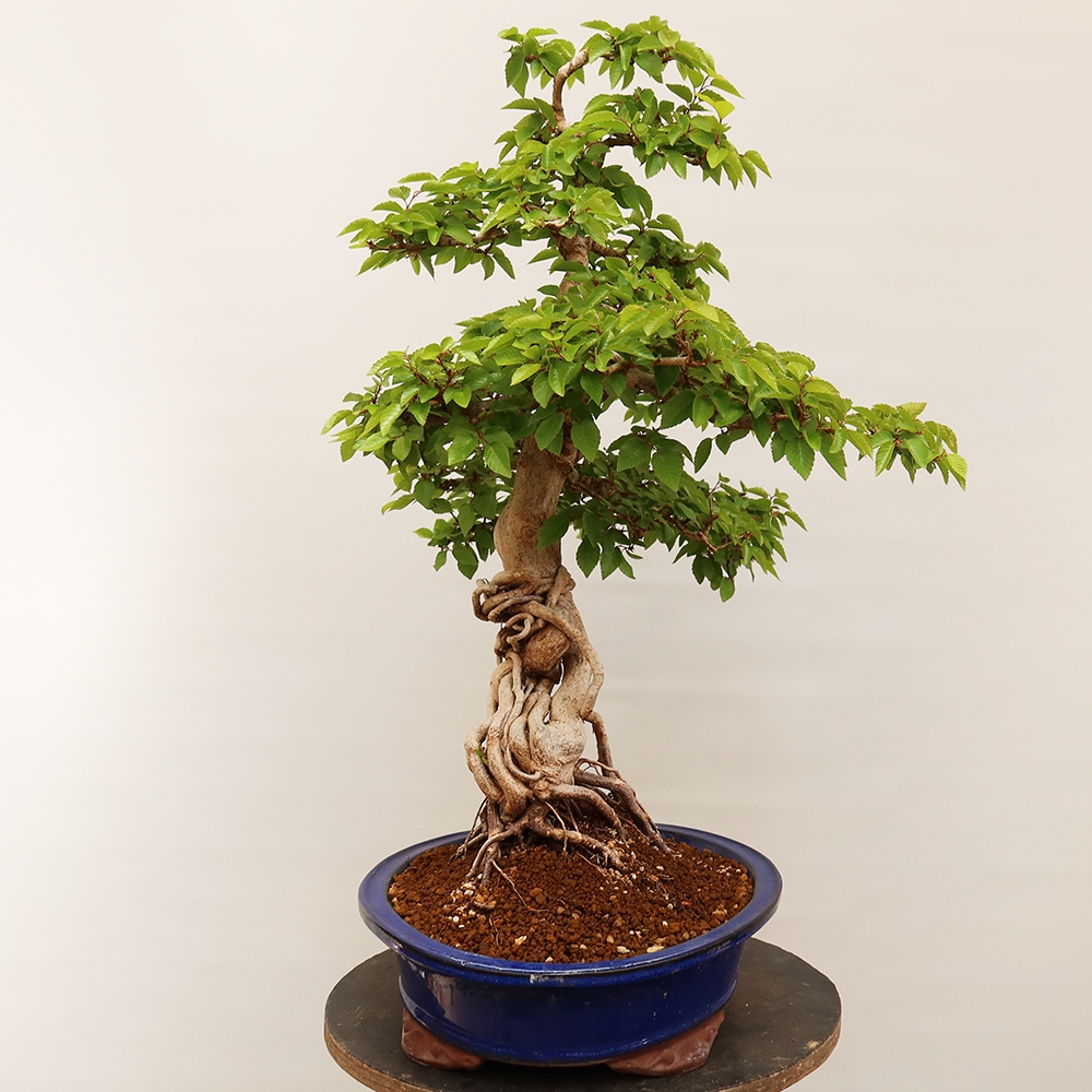 Vonkajší bonsai -Carpinus Coreana - Hrab kórejský