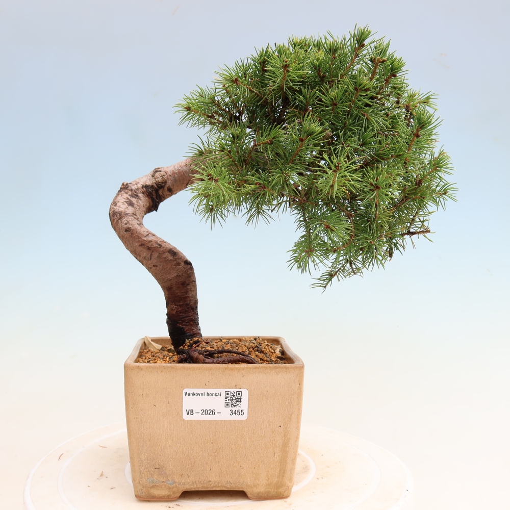 Vonkajší bonsai – Smrek sivý – Picea glauca globe