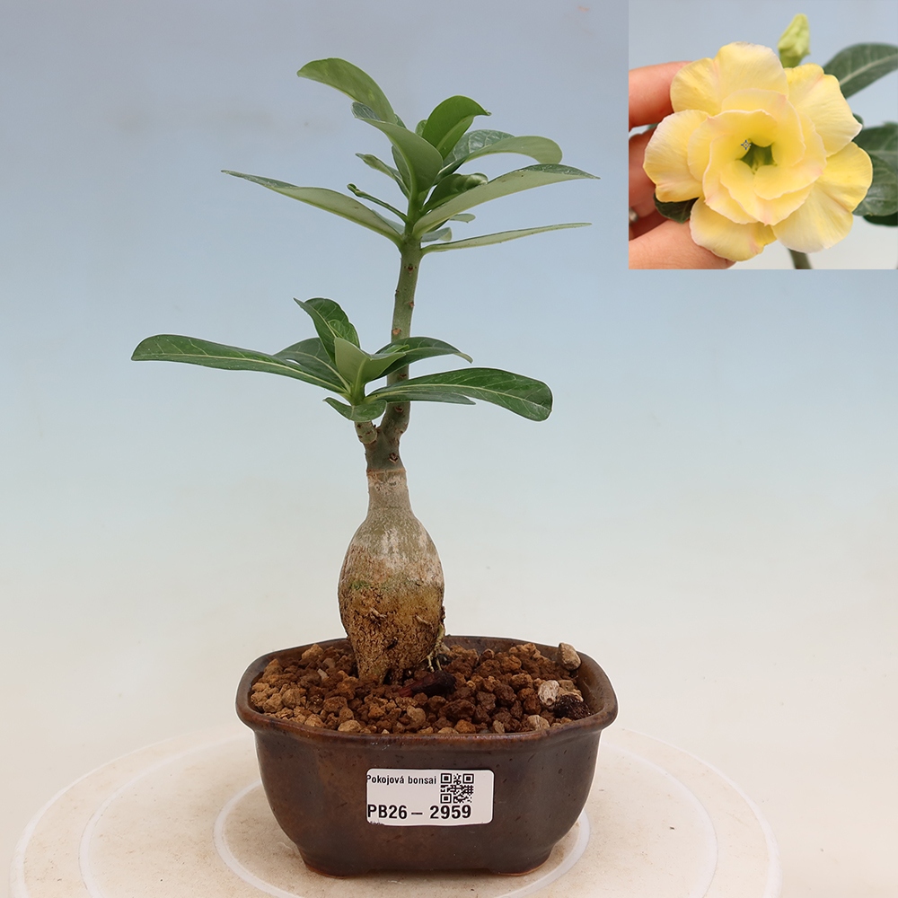 Izba bonsai – Adenium obesum, štepené odrody Alonza – Púštna ruža