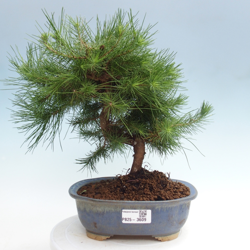 Izbový bonsaj - Pinus halepensis - Borovica aleppská
