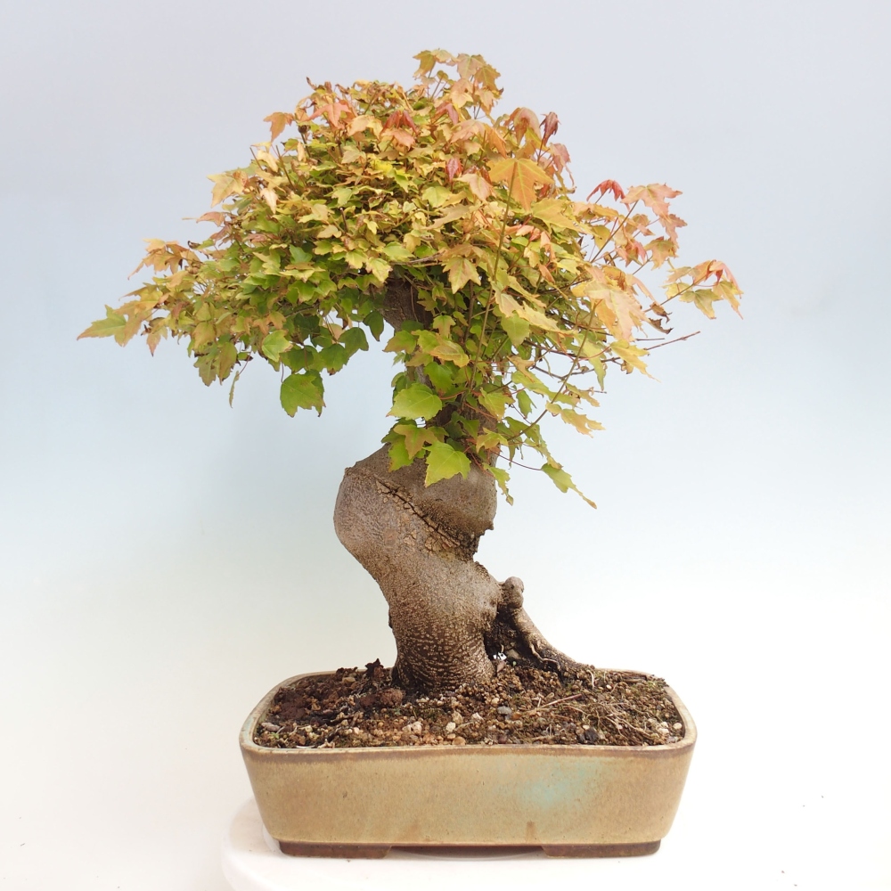 Vonkajšie bonsai - Javor Buergerianum - Javor Burgerův