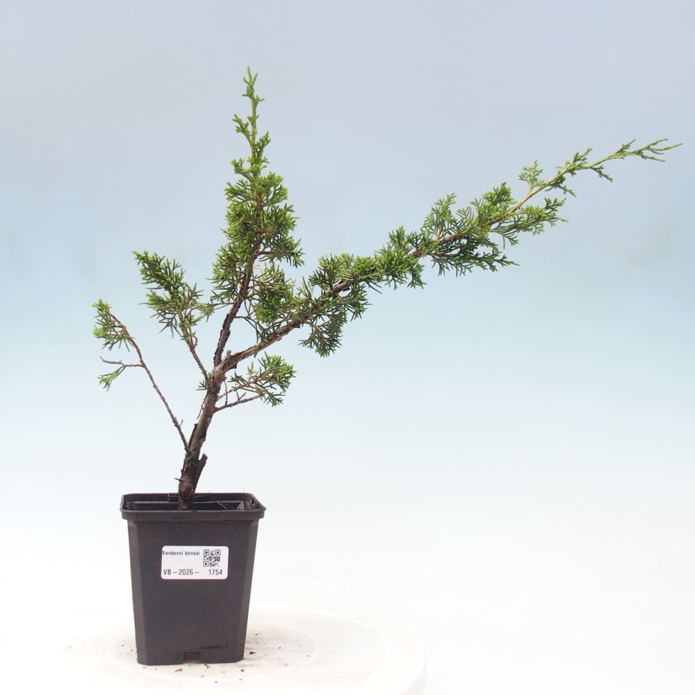 Vonkajší bonsaj - Juniperus chinensis Itoigawa